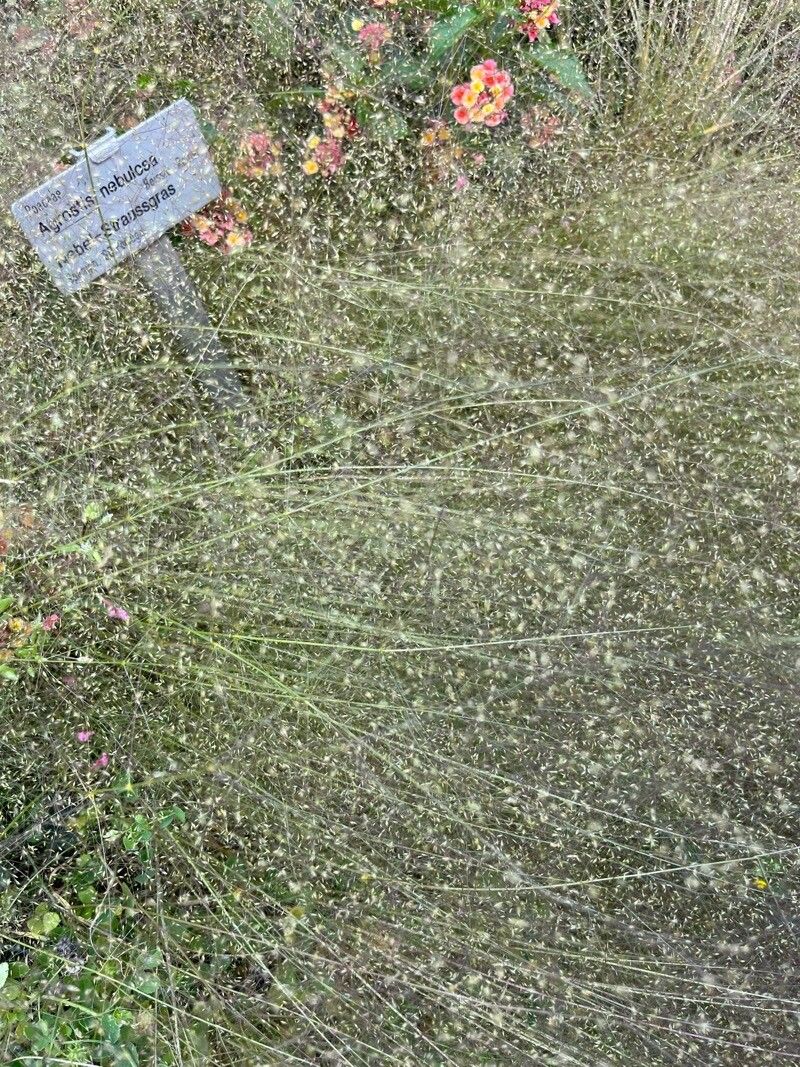 Eragrostis airoides leaf