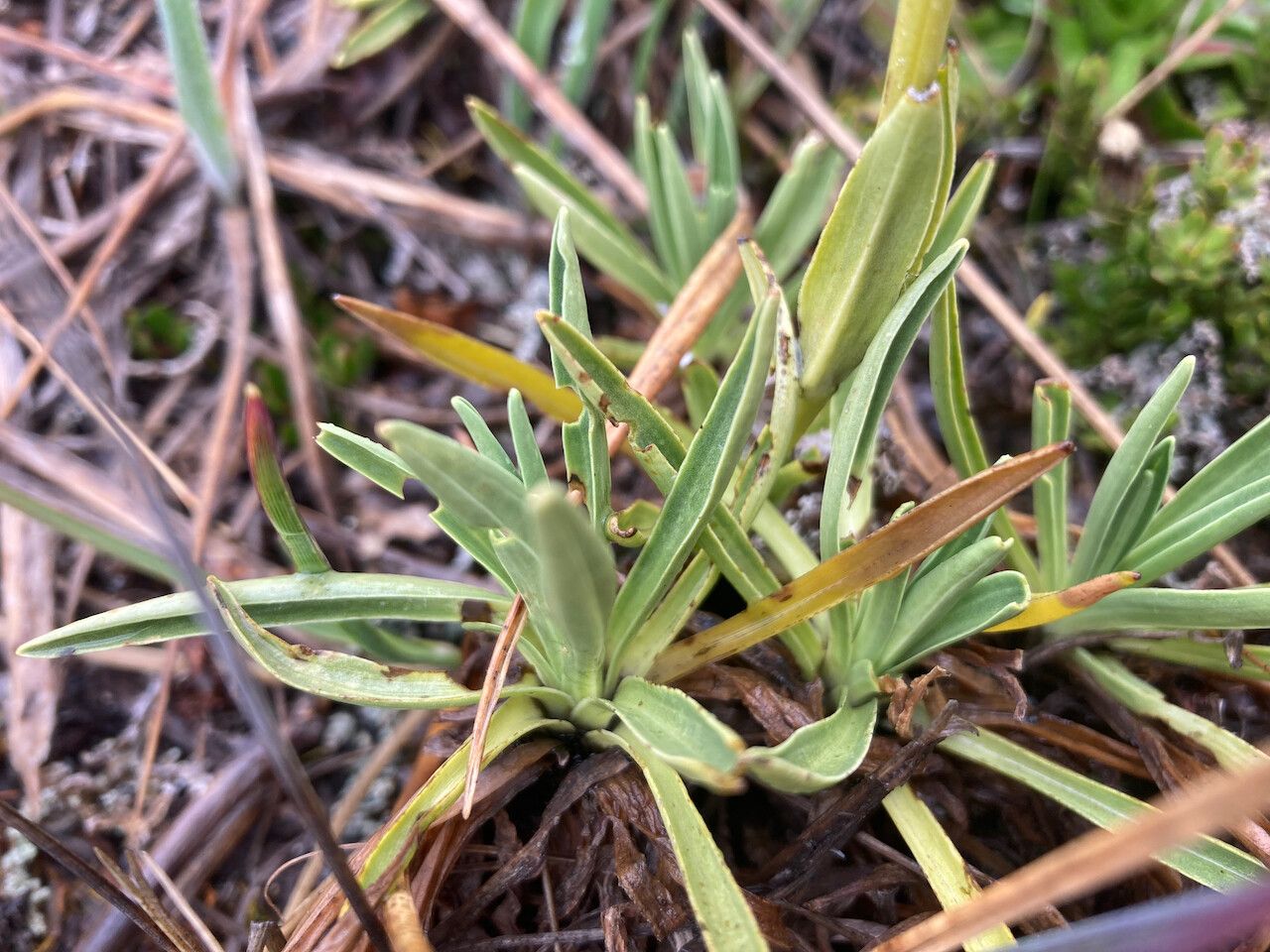 Halenia elata — related species from the same genus