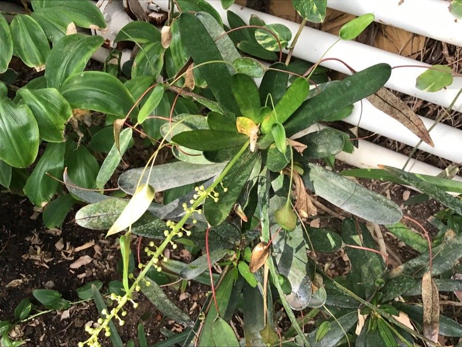 Pachystachys lutea leaf