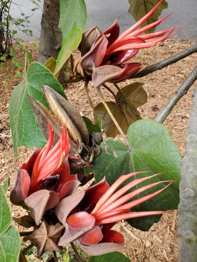 Chiranthodendron pentadactylon flower
