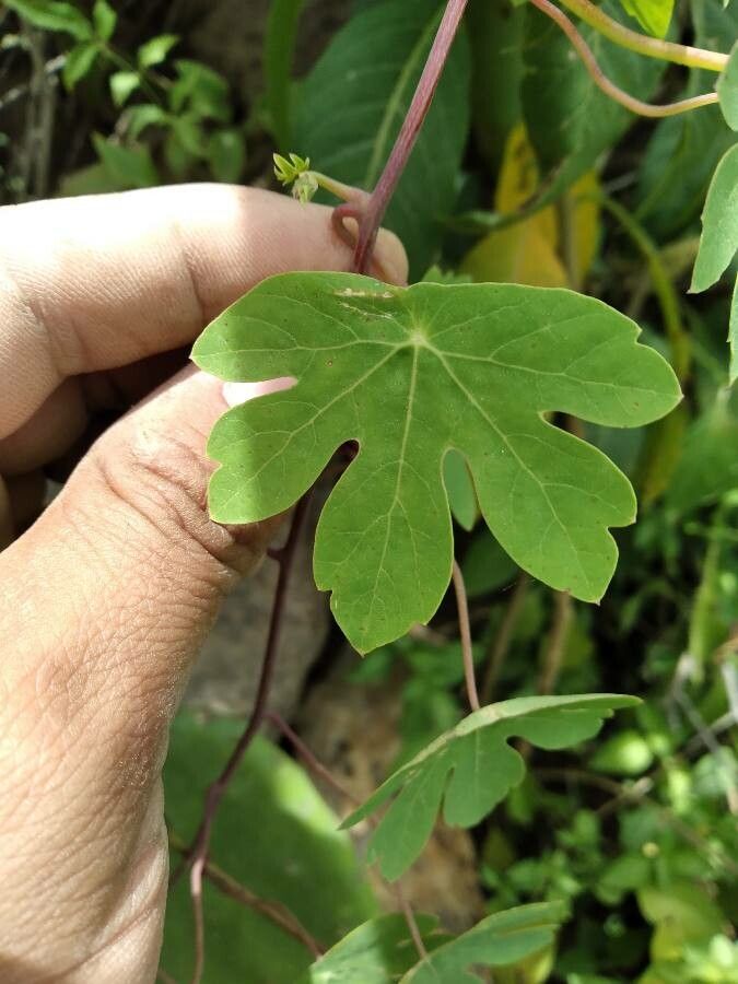 Tropaeolum boliviense
