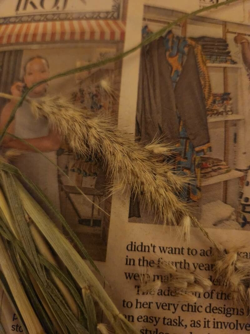 Cenchrus massaicus flower