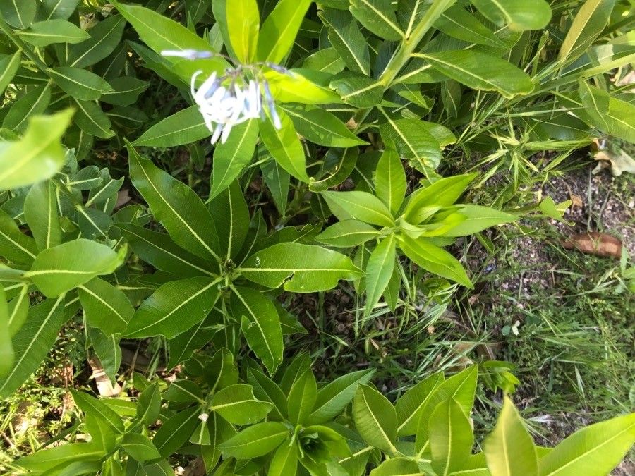 Amsonia orientalis — search result for 'Greece'
