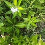 Amsonia orientalis