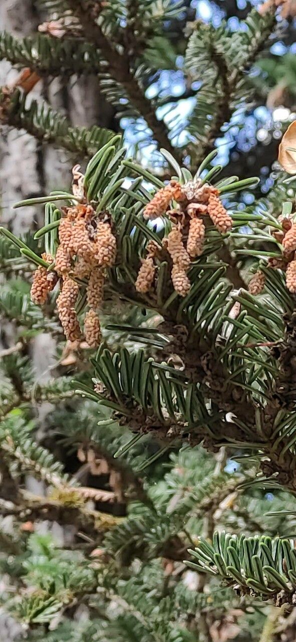 Abies nebrodensis flower