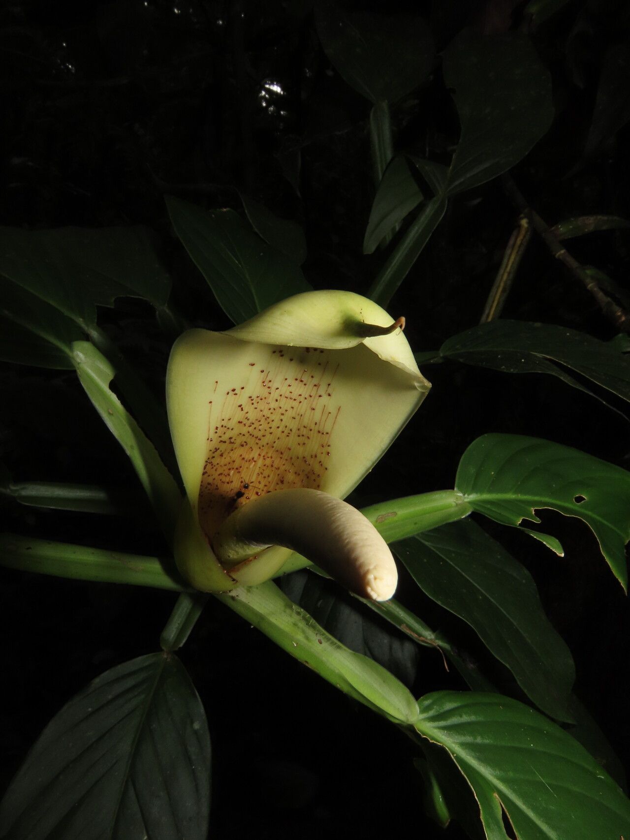 Philodendron aurantiifolium flower