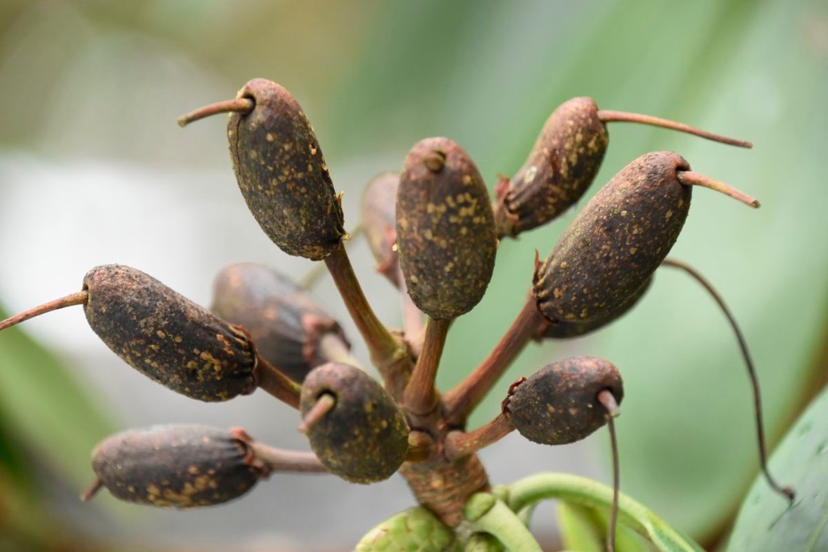 Rhododendron × geraldii fruit