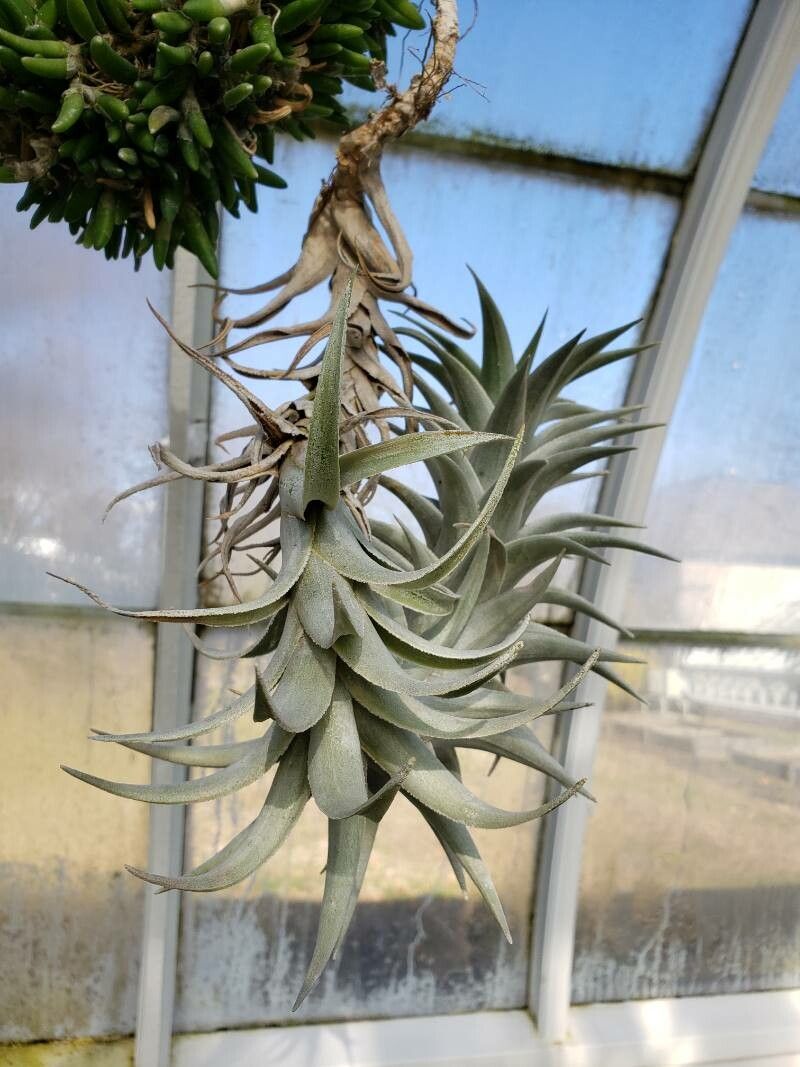 Tillandsia edithae — houseplant care guide