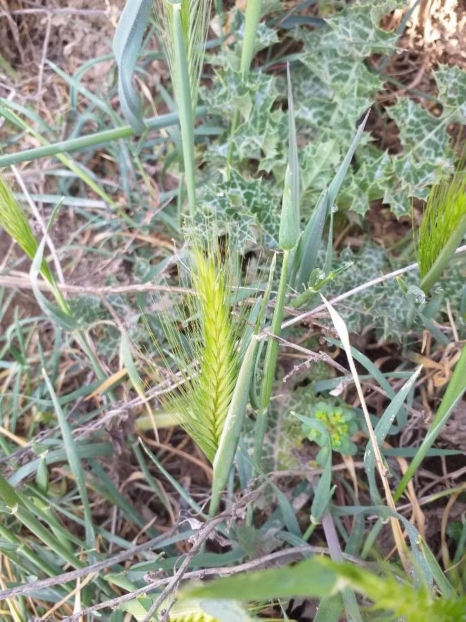 Hordeum murinum flower
