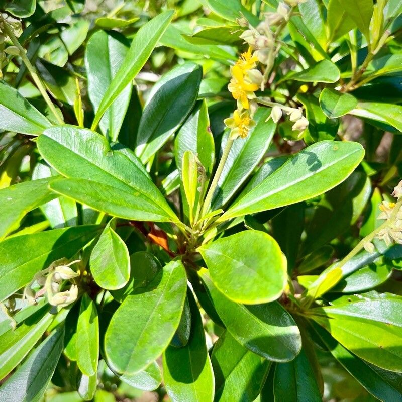 Hibbertia patula — houseplant care guide