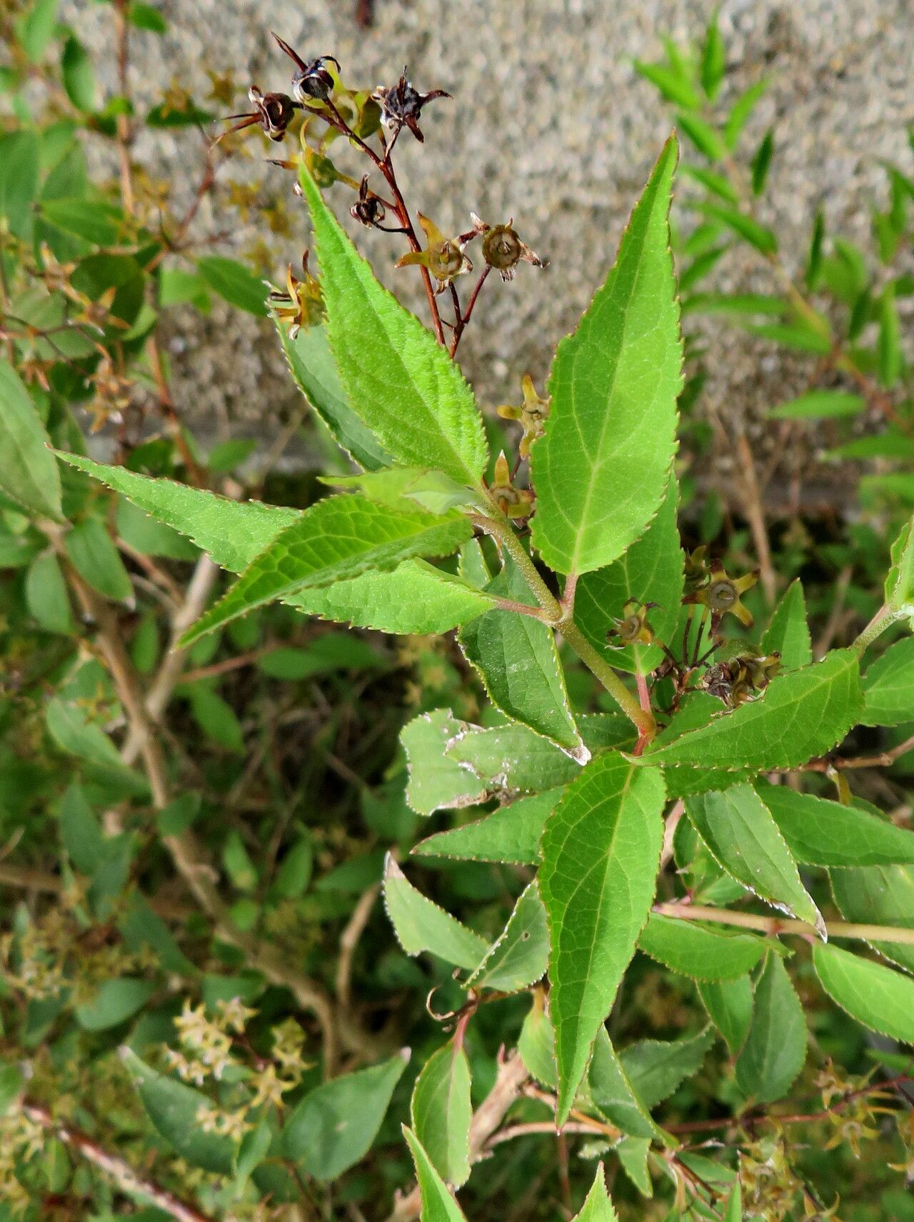Deutzia schneideriana — search result for 'Deutzia'