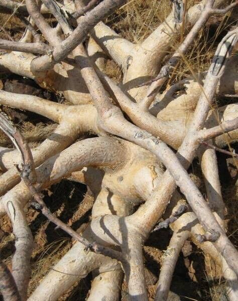 Commiphora saxicola bark