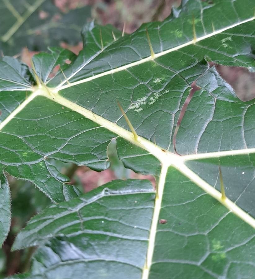Solanum palinacanthum leaf