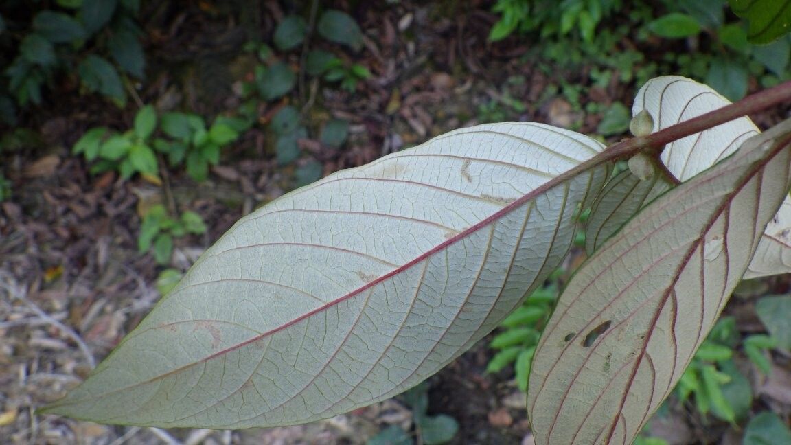 Sabicea carbunica — houseplant care guide