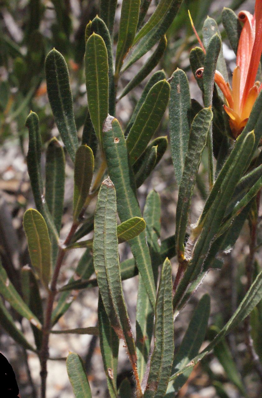 Lambertia multiflora — related species from the same genus