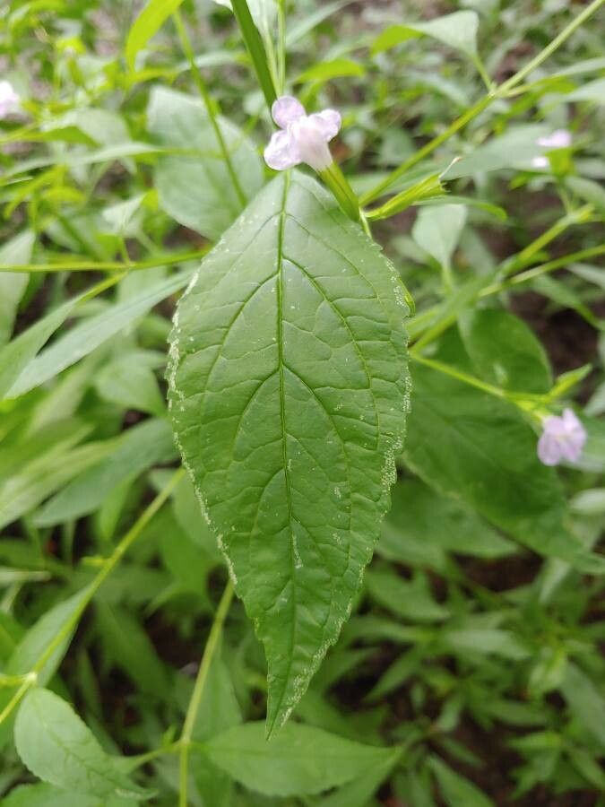 Mimulus alatus leaf
