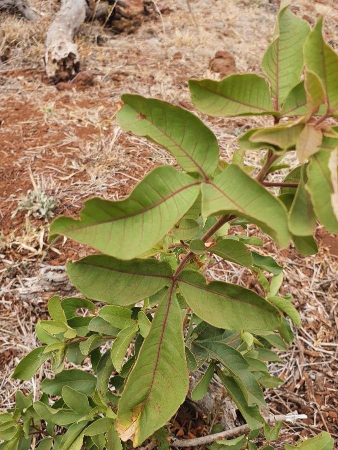 Searsia pyroides — search result for 'Anacardiaceae'