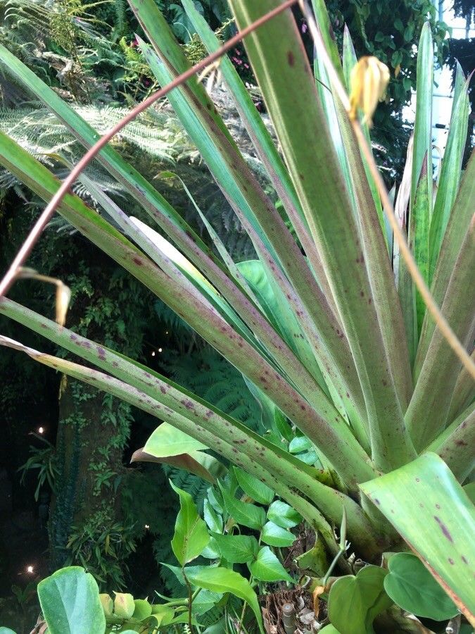 Werauhia ororiensis habit