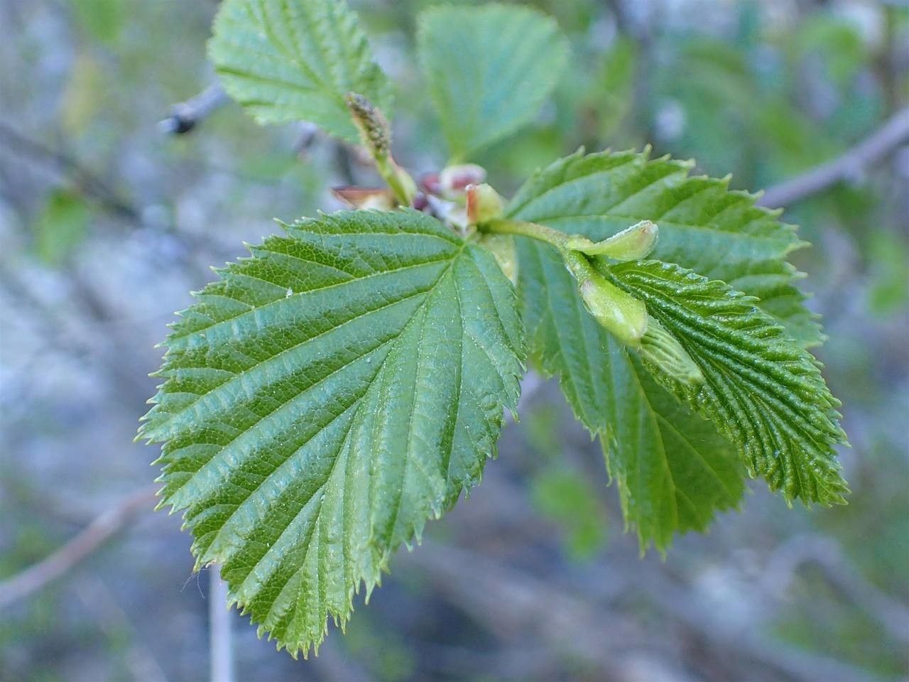 Alnus alnobetula
