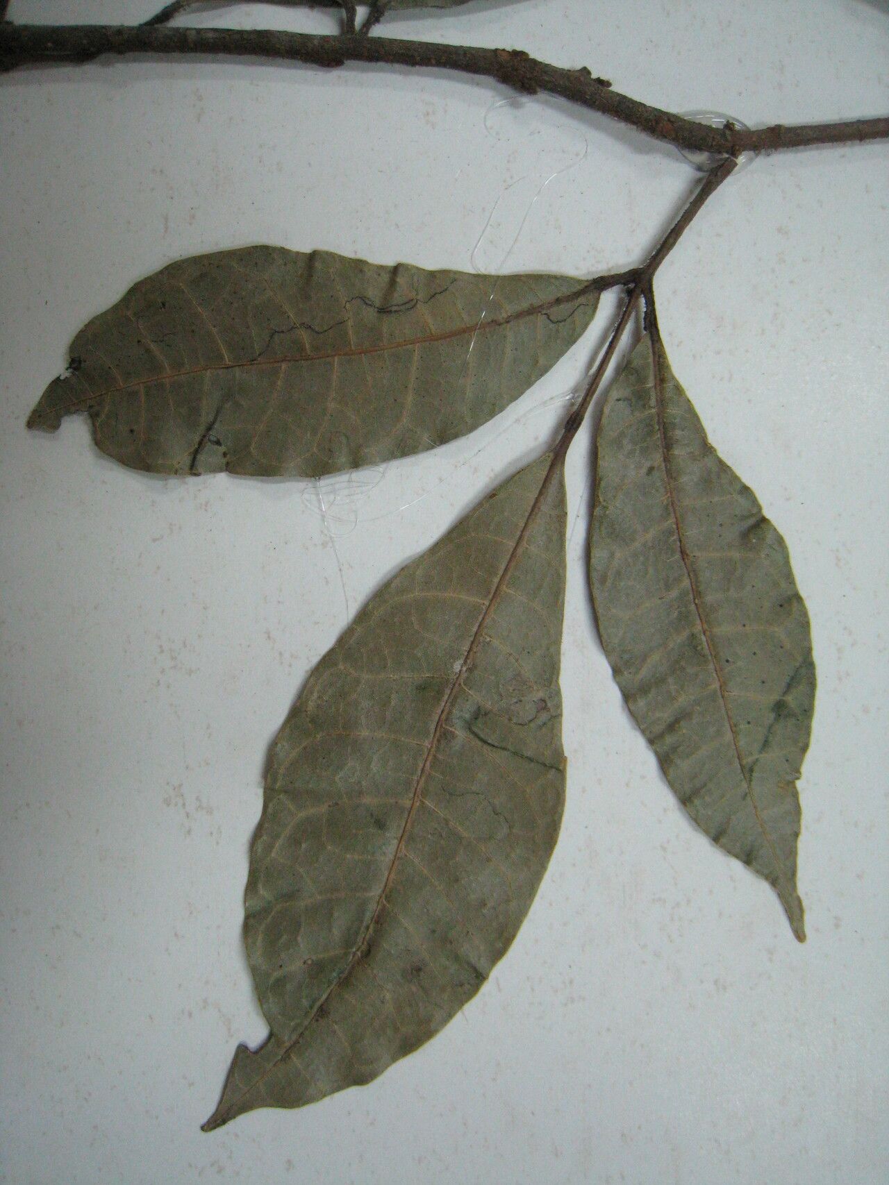 Protium trifoliolatum — houseplant care guide