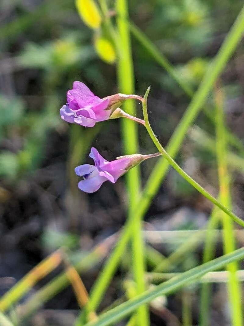 Vicia parviflora flower