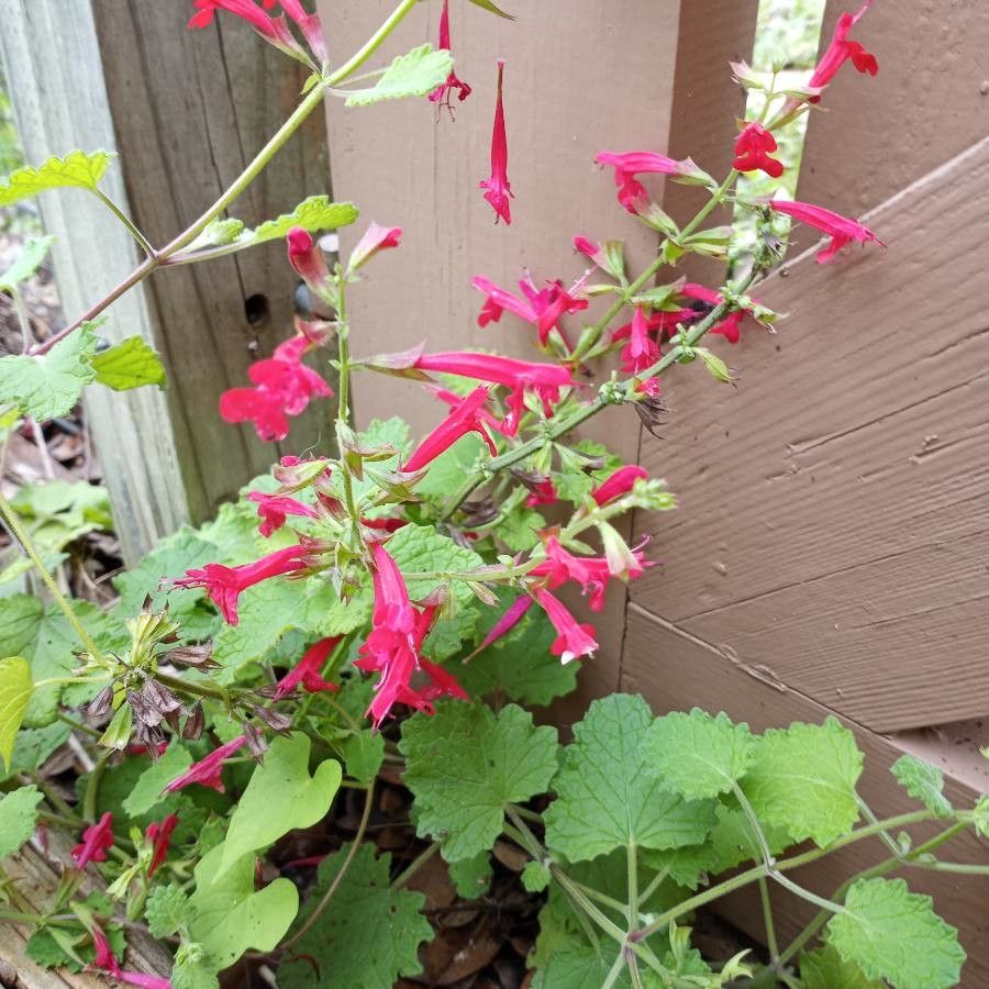 Salvia roemeriana flower