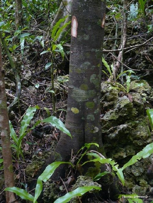 Diospyros calciphila bark