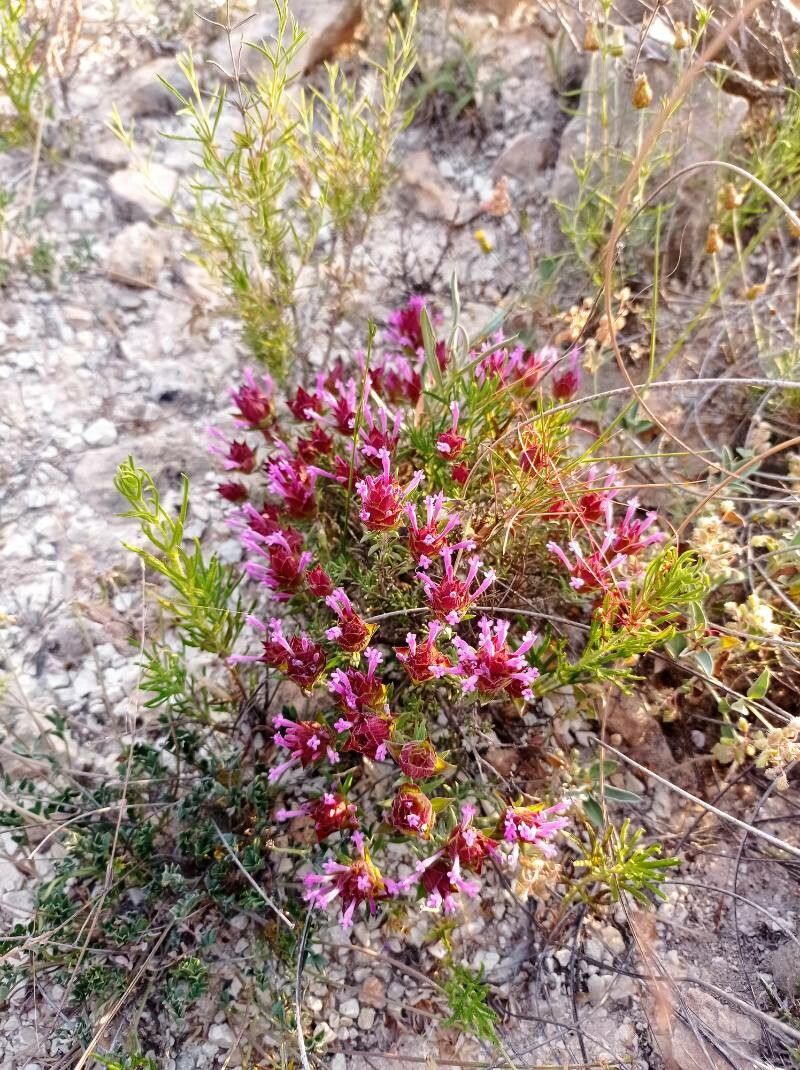 Thymus longiflorus habit