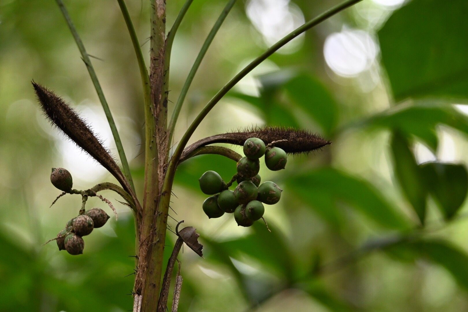 Bactris tomentosa fruit
