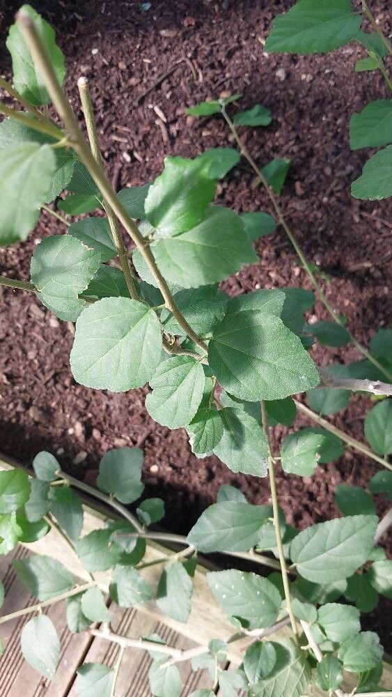 Grewia robusta — houseplant care guide