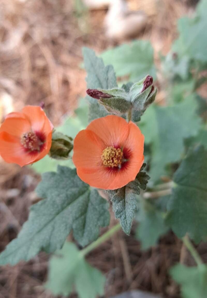 Sphaeralcea miniata flower