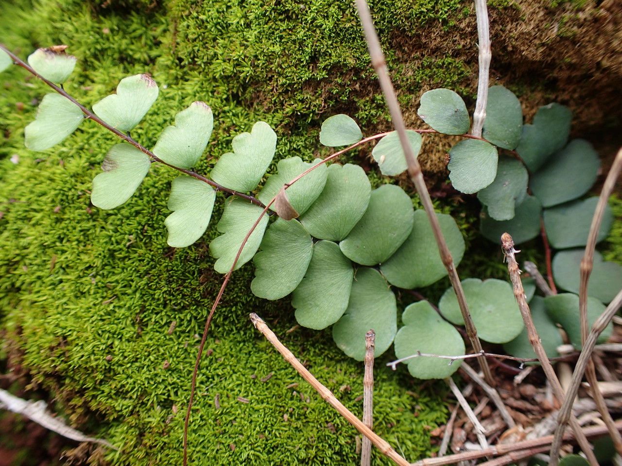 Adiantum hirsutum leaf