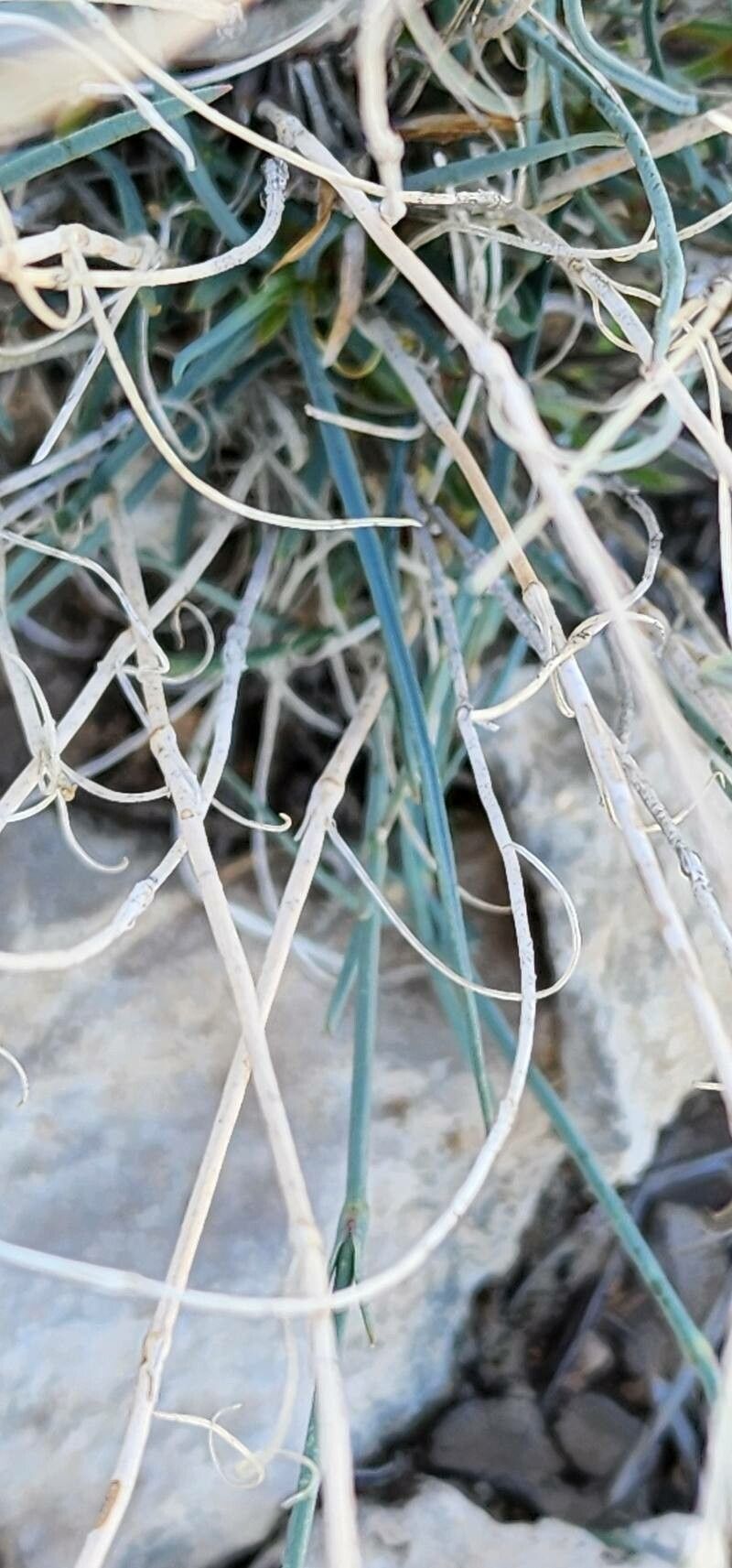 Dianthus austroiranicus — houseplant care guide