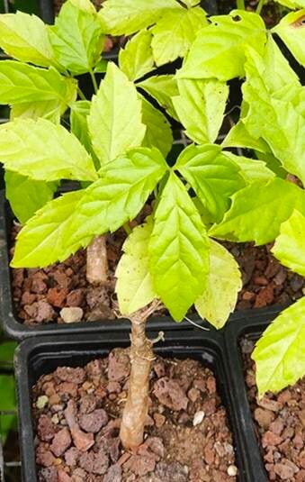 Cyphostemma greenwayi — search result for 'Cyphostemma'