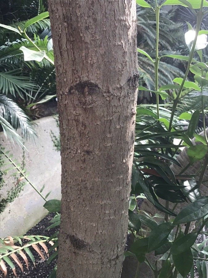 Picconia excelsa bark