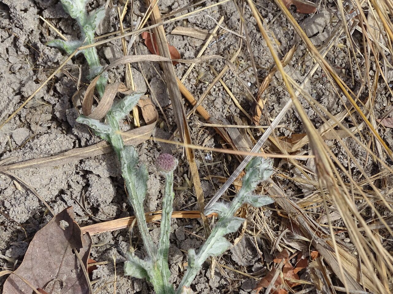 Sphaeranthus senegalensis flower
