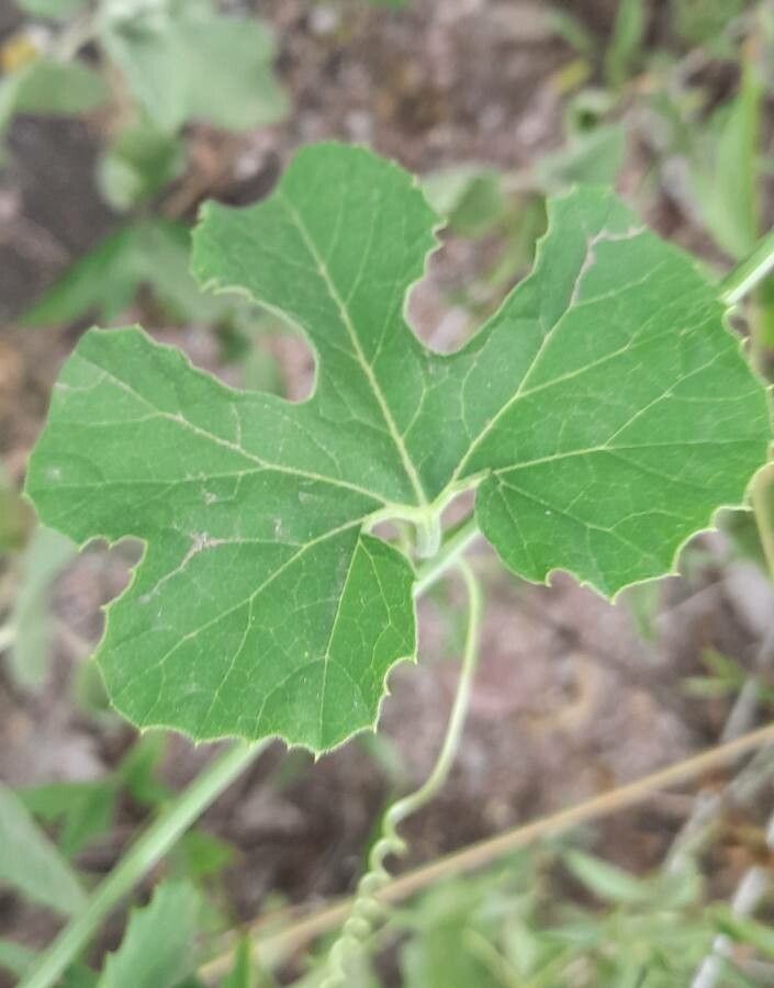Melothria warmingii leaf