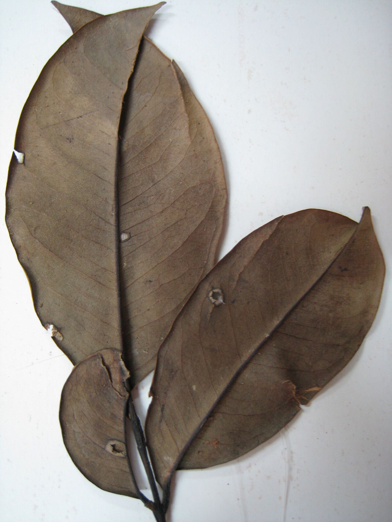 Swartzia oblanceolata other