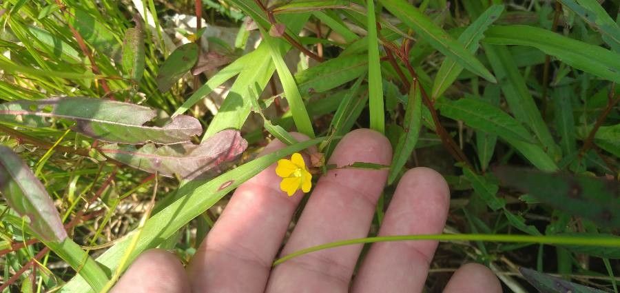 Ludwigia alternifolia leaf