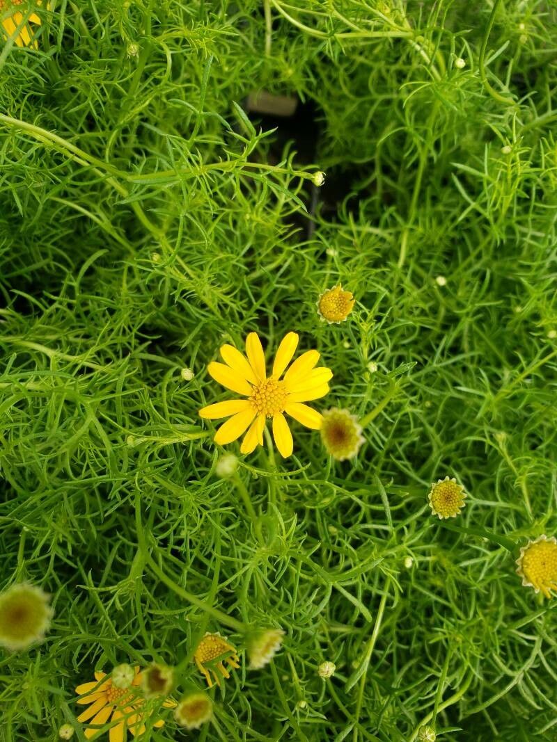 Thymophylla tenuiloba flower