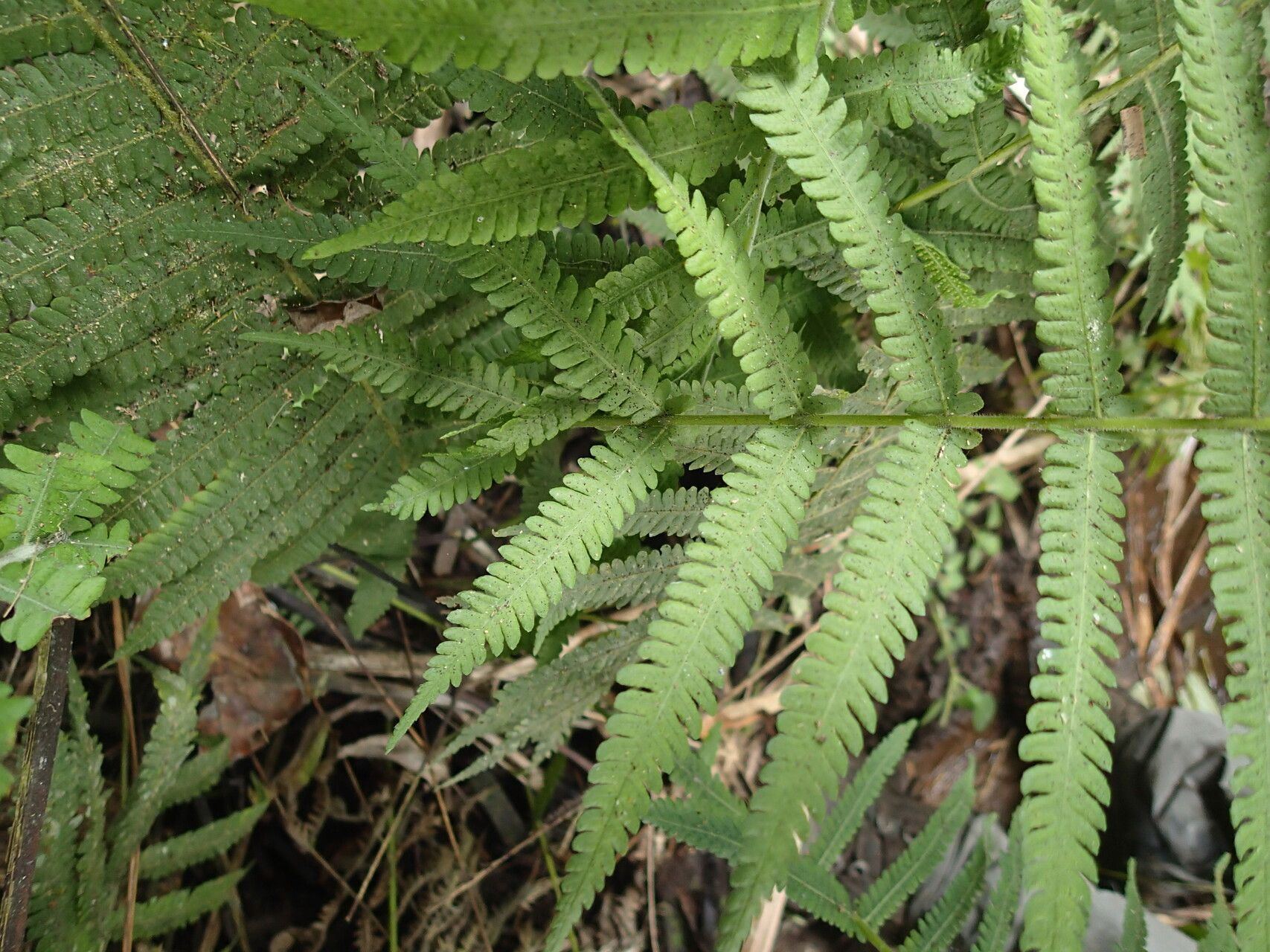 Thelypteris hispidula leaf