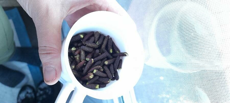 Dacrydium araucarioides fruit