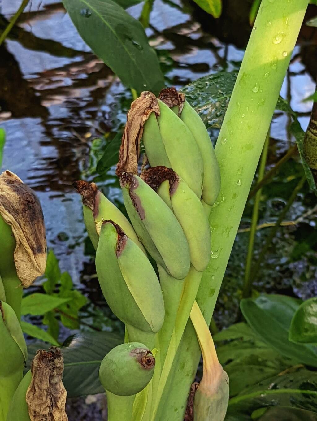 Colocasia gigantea fruit