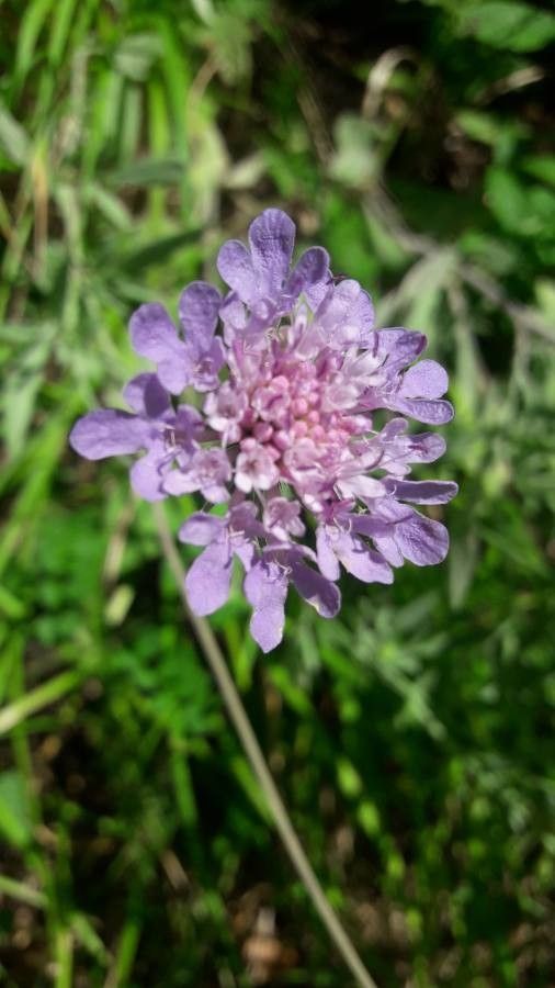 Scabiosa holosericea flower