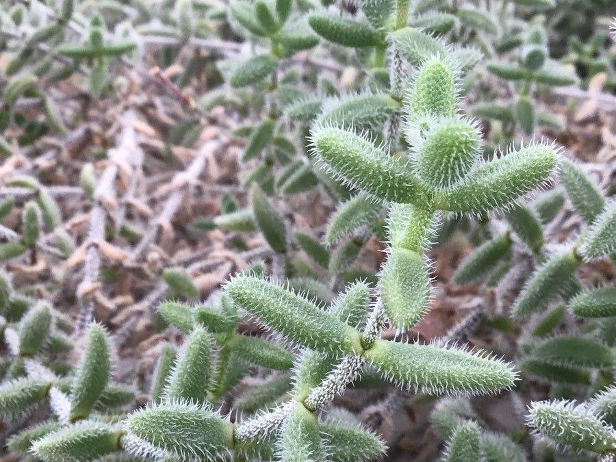 Delosperma echinatum — search result for 'France'