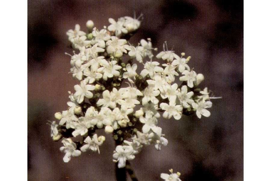 Valeriana occidentalis flower