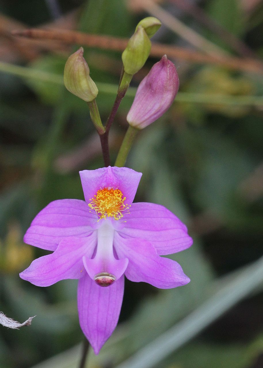Calopogon barbatus — houseplant care guide