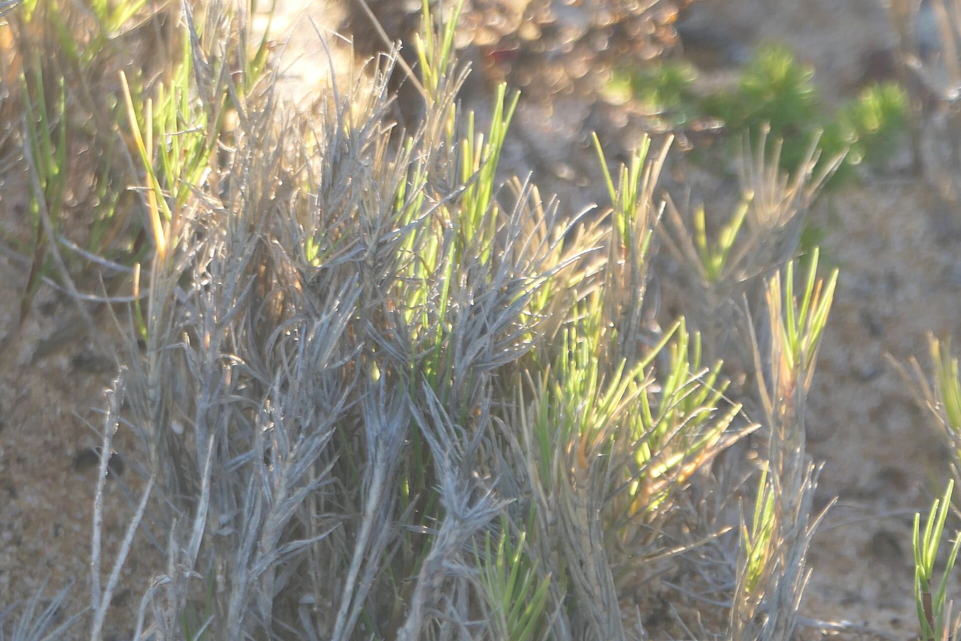 Aspalathus linearis bark