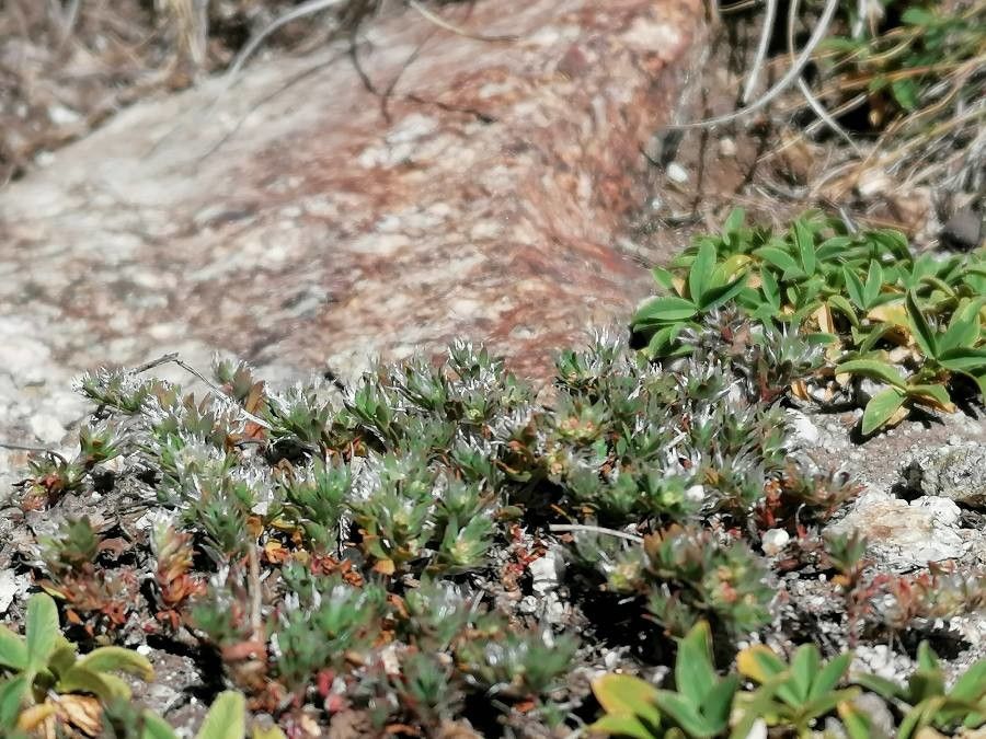 Paronychia polygonifolia — houseplant care guide