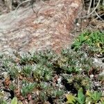 Paronychia polygonifolia